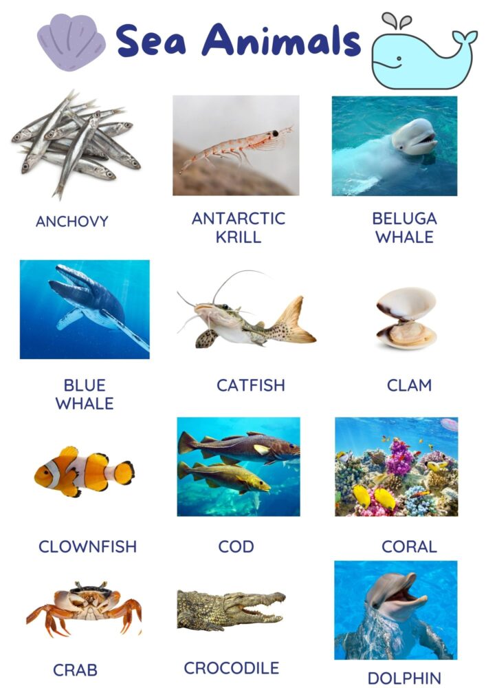 Sea Animals List A-Z With Pictures